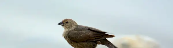 Simbolismo do Cowbird