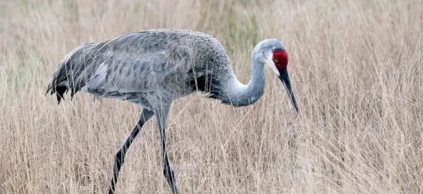 Simbolismo do guindaste
