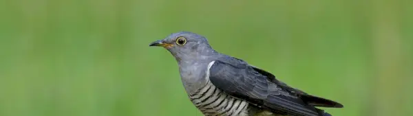 Simbolismo do Cuco Eurasiático