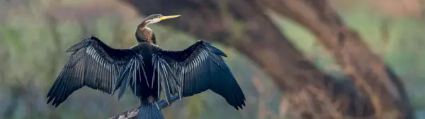 Simbolismo da Anhinga