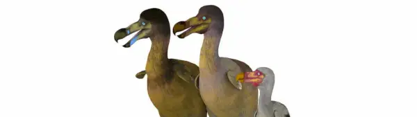 Simbolismo Dodô, Totem, Sonhos e Mensagens