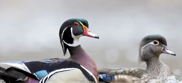Simbolismo do Pato, Significado do Pato, Totem do Pato, Sonho do Pato e Mensagens