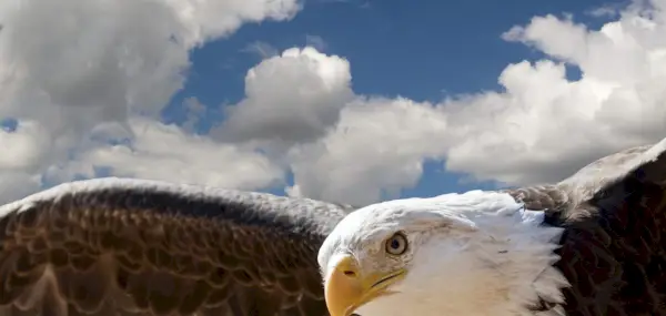 Simbolismo da Águia, Significado da Águia, Totem da Águia, Sonho da Águia, Aves, Aves de Rapina, Águia Dourada, Águia Careca, Águia Marinha