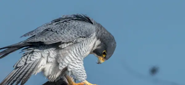 Simbolismo do Falcão, Significado do Falcão, Totem do Falcão, Sonho do Falcão e Mensagens
