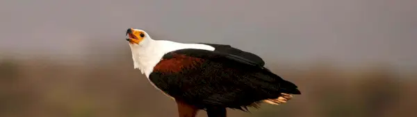 Simbolismo da águia-pescadora africana