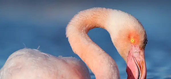 Simbolismo do Flamingo, Significado do Flamingo, Totem do Flamingo, Sonho do Flamingo e Mensagens