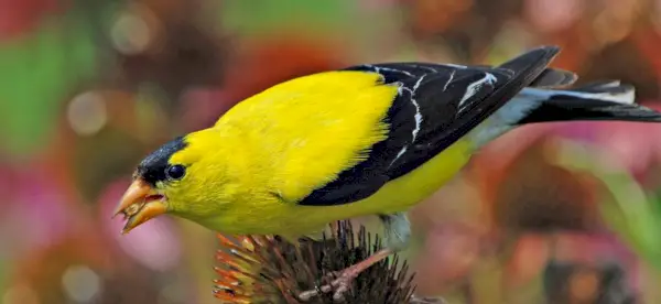 Pintassilgo, Mensagens de Animais, Totens, Simbolismo do Pintassilgo, Significado do Pintassilgo, Totem do Pintassilgo, Sonho do Pintassilgo, Mensagens