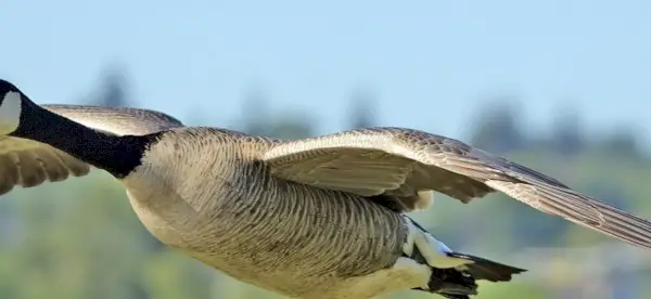 Simbolismo do Ganso, Significado do Ganso, Totem do Ganso, Sonho do Ganso, Mensagens