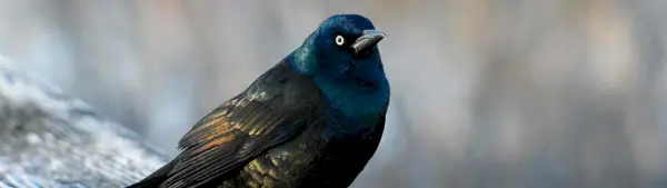 Simbolismo Grackle