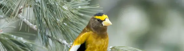 Simbolismo do Grosbeak