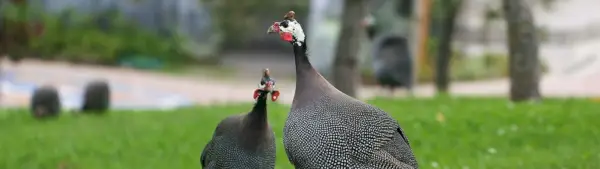 Simbolismo da Guiné