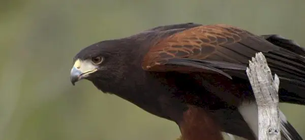 Falcão, Significado do Falcão, Sonho do Falcão, Totem do Falcão, Simbolismo do Falcão, Pássaro, Spirit-Animals.com