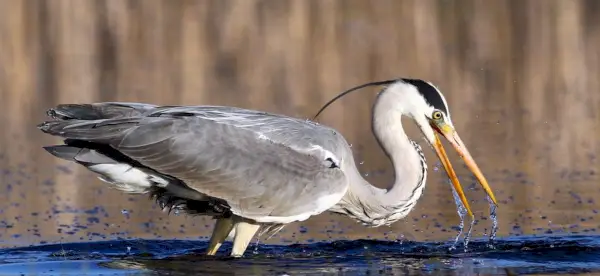 Simbolismo da Garça, Significado da Garça, Totem da Garça, Sonho da Garça e Mensagens
