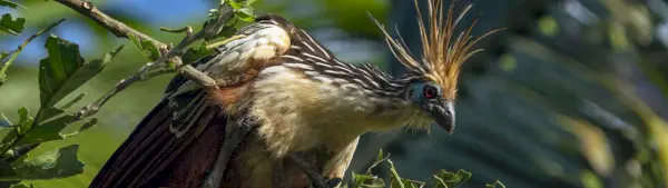 Simbolismo do Cigana