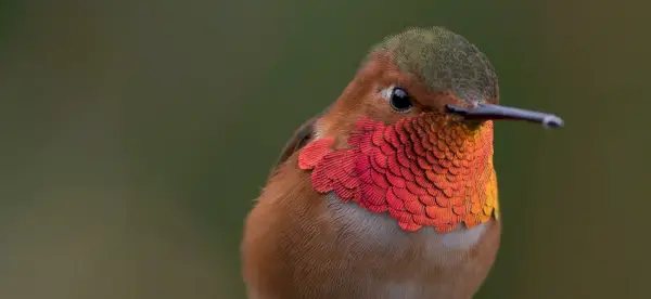 Simbolismo do Beija-flor, Significado do Beija-flor, Totem do Beija-flor, Sonho do Beija-flor e Mensagens