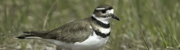 Simbolismo do Killdeer