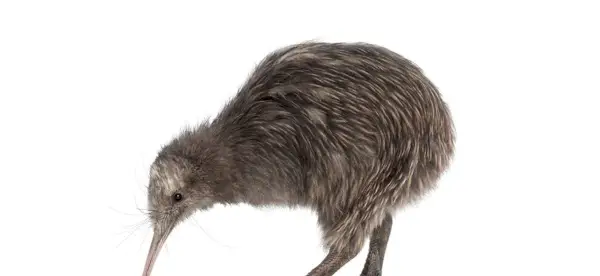 Simbolismo do Kiwi Marrom da Ilha Norte