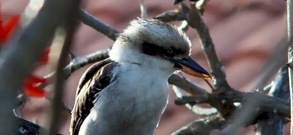 Simbolismo Kookaburra