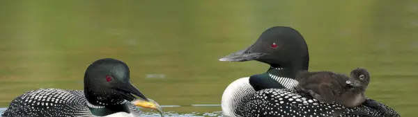 Simbolismo do mergulhão