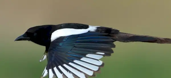 Simbolismo da pega, significado da pega, totem da pega, sonho da pega e mensagens