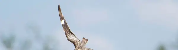 Simbolismo do Falcão Noturno