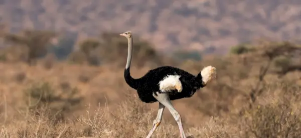 Simbolismo do Avestruz, Significado do Avestruz, Totem do Avestruz, Sonho do Avestruz e Mensagens