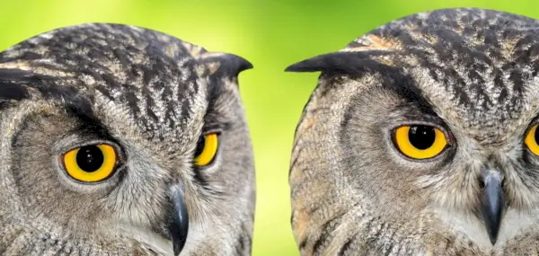 Significado da coruja, Simbolismo da coruja, Totem da coruja, Sonho da coruja, Pássaros, Spirit-Animals.com