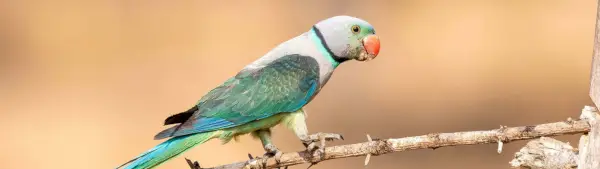 Simbolismo do Periquito Malabar