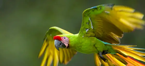 Simbolismo do papagaio, significado do papagaio, totem do papagaio, sonho do papagaio e mensagens