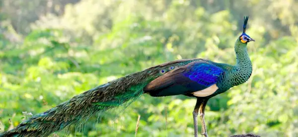 Simbolismo do Pavão, Significado do Pavão, Totem do Pavão, Sonho do Pavão e Mensagens