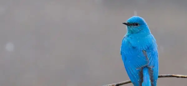 Simbolismo do pássaro azul