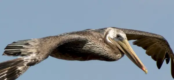 Simbolismo do Pelicano, Significado do Pelicano, Totem do Pelicano, Sonho do Pelicano e Mensagens