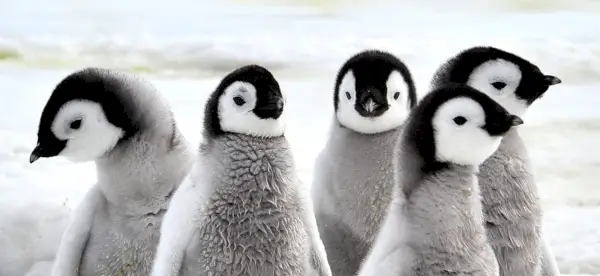 Simbolismo do Pinguim, Significado do Pinguim, Totem do Pinguim, Sonho do Pinguim