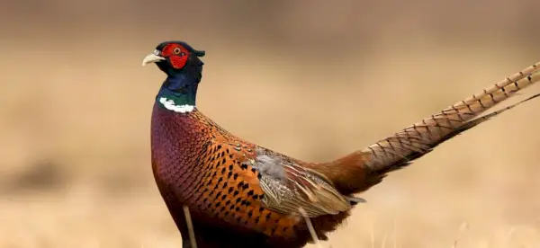 Simbolismo do Faisão, Significado do Faisão, Totem do Faisão, Sonho do Faisão e Mensagens