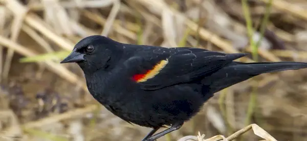 Simbolismo, significado, totens, sonhos e mensagens do melro Redwing