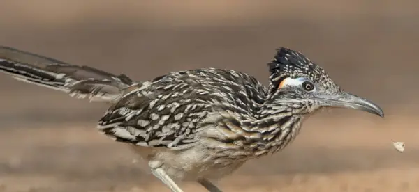 Simbolismo, significado, totens, sonhos e mensagens do Roadrunner