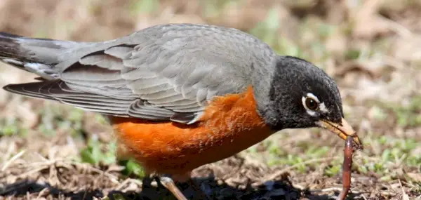 Robin, Significado de Robin, Totem de Robin, Simbolismo de Robin, Sonhos de Robin, Mensagens de Animais, Totens de Animais, Pássaros, spirit-animal.com