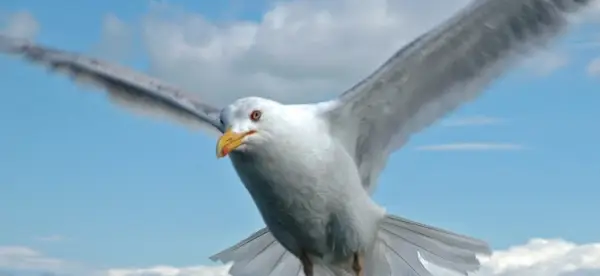 Gaivota, Pássaros, Mensagens e Totens de Animais, Spirit-Animals.com, Totem de Gaivota, Significado de Gaivota, Sonho de Gaivota, Totem Animal Espírito de Gaivota