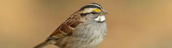 Simbolismo do pardal de garganta branca