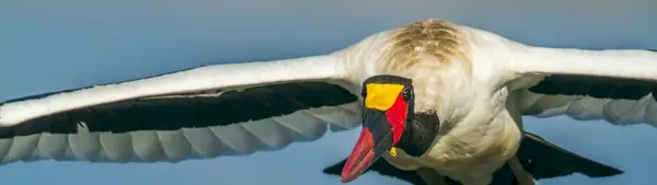 Simbolismo da Cegonha