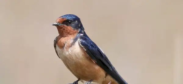 Simbolismo da andorinha