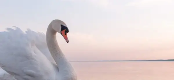 Simbolismo do Cisne, Significado do Cisne, Totem do Cisne, Sonho do Cisne e Mensagens