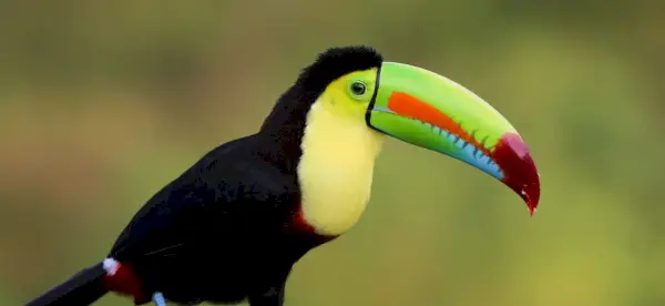 Simbolismo do Tucano, Significado do Tucano, Totem do Tucano, Sonho do Tucano e Mensagens