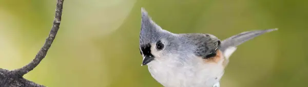 Simbolismo do chapim tufado