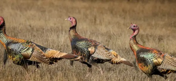 Simbolismo da Turquia, Significado da Turquia, Totem da Turquia, Sonho da Turquia e Mensagens