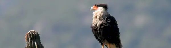 Simbolismo do Caracara com Crista