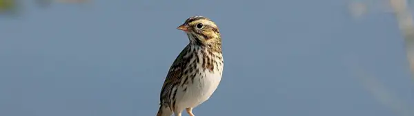 Simbolismo da Cotovia