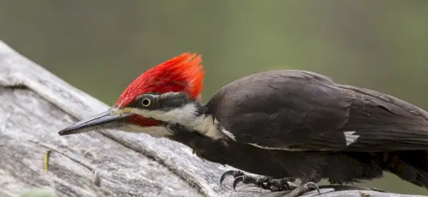 Simbolismo do pica-pau, significado do pica-pau, totem do pica-pau, sonho do pica-pau e mensagens