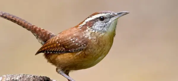 Simbolismo de Carolina Wren