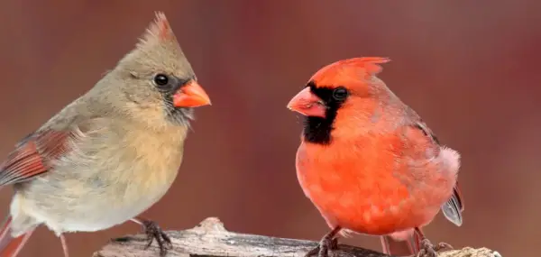 Cardeal, Pássaros, Mensagens e Totens de Animais, Simbolismo Cardeal, Significado Cardeal, Totem Cardeal, Sonho Cardeal